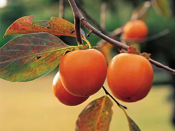 像莫言一樣講故事，紅瓜子告訴你真實(shí)的企業(yè)宣傳片制作