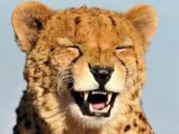 瓜子故事丨愿你學(xué)會，笑著低下頭！